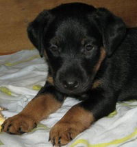 Даша Фомина