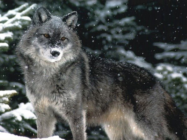 Сергей Бражников