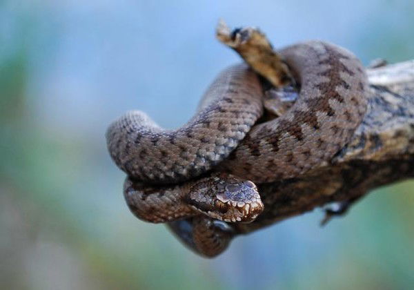 Ольга Родина