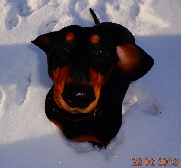 Роман Гуров