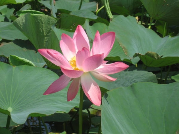 Ирина Сувырина