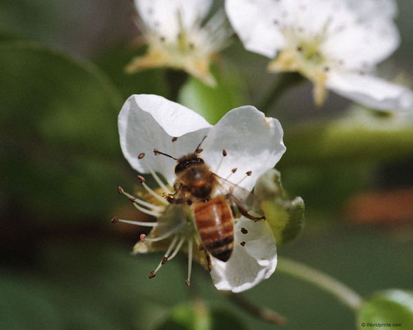 Маргарита Лавроненкова
