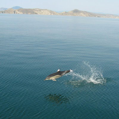 Александр Кузнецов