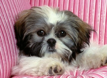 Елена Колесник