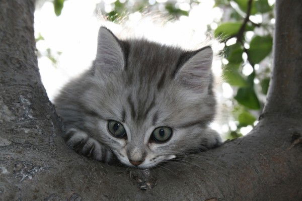 Юлия Сорокина