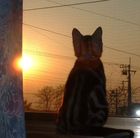 Лариса Шутенко