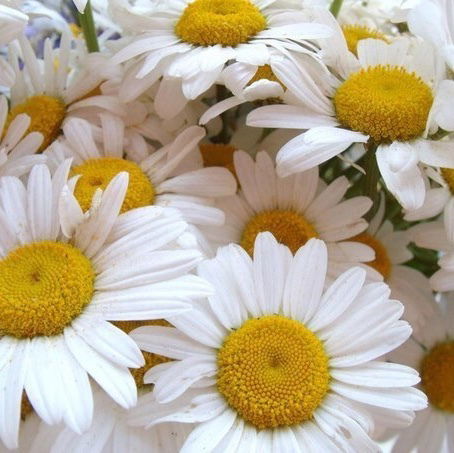 Евгения Дворникова