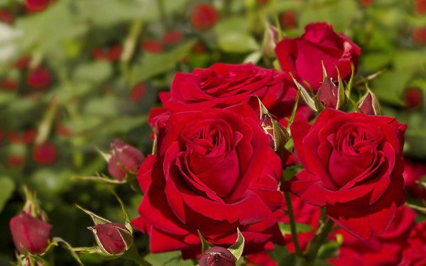 Еркетай Жунусова