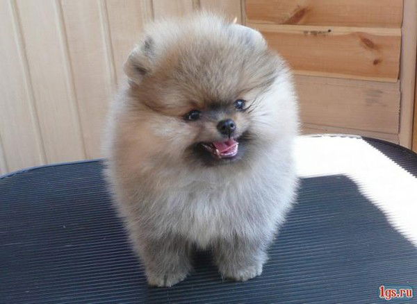 Оксана Поверина