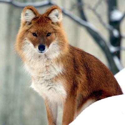 Николь Суханова