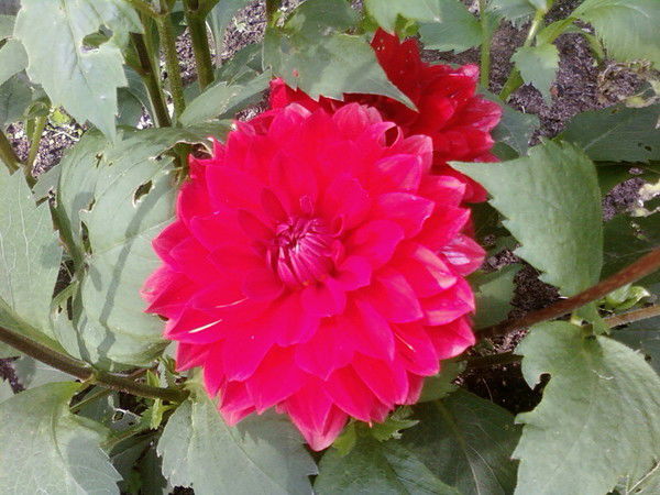 Ирина Бурцева