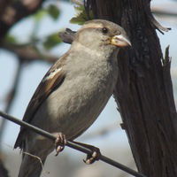 Антон Ващенко