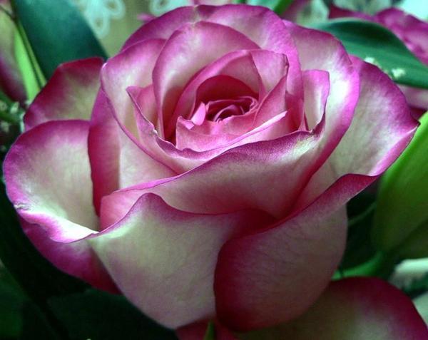 Елена Прекрасная