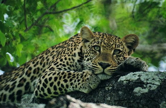 Литфуллина Соня