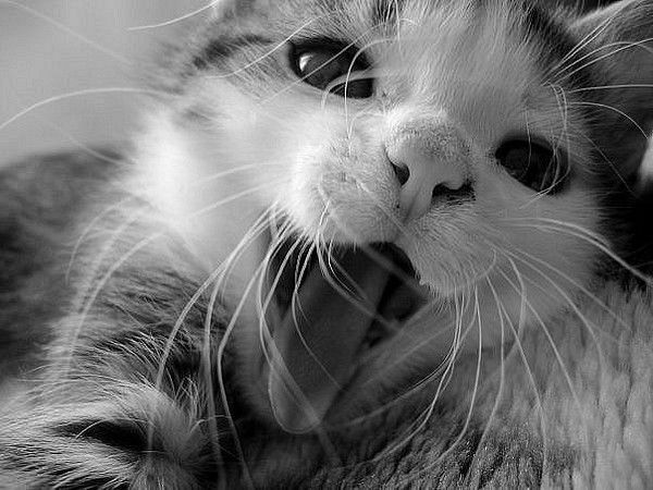 Николай Русский