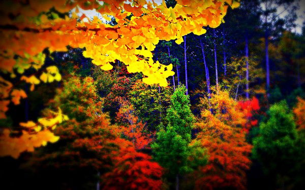 Роман Черных