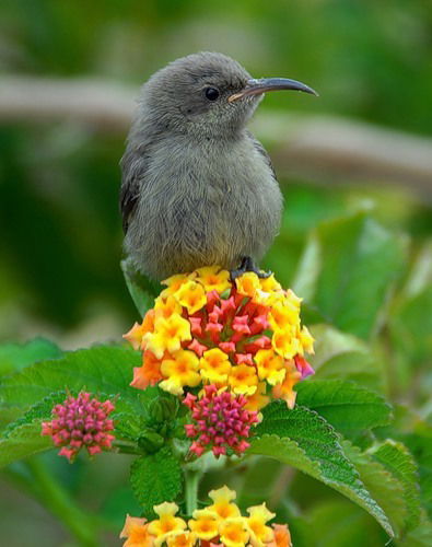 Валерия Шубина