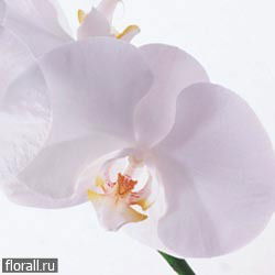 Светлана Масагутова