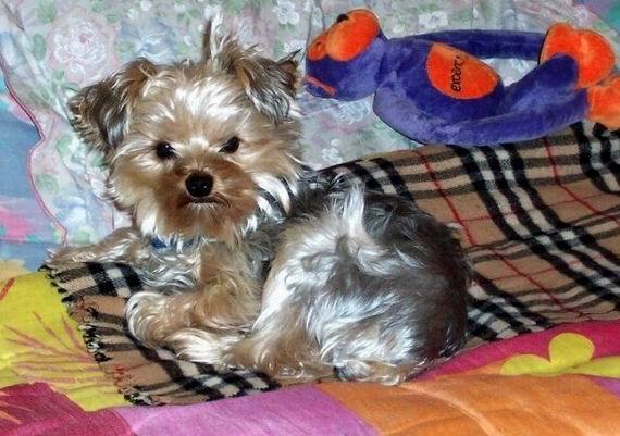 Иван Соловьев