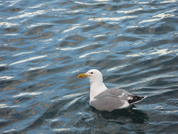 Елена Карандашова