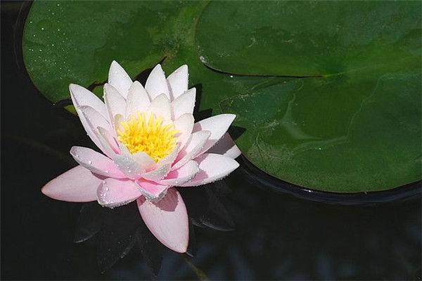 Дамбаева Жалма