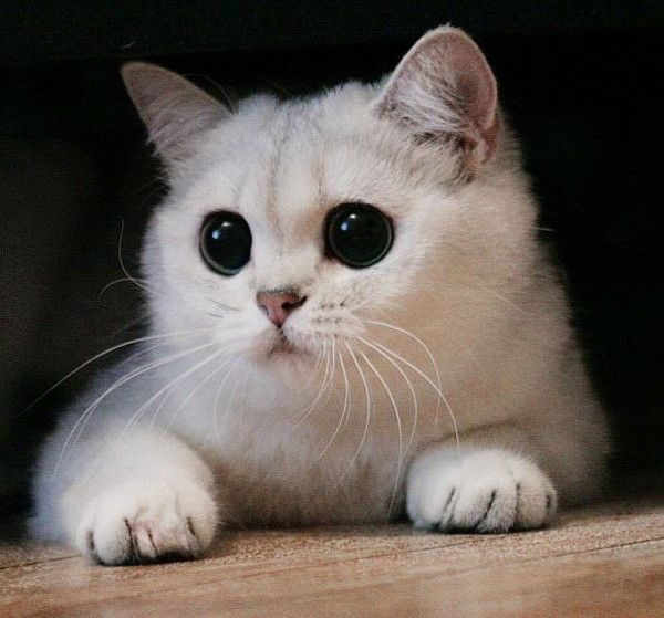 Пыонэр Иванов