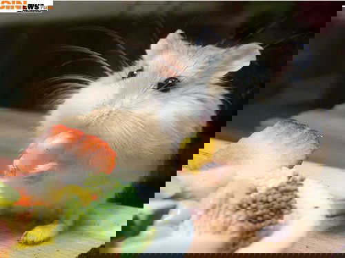 Диана Сорокина