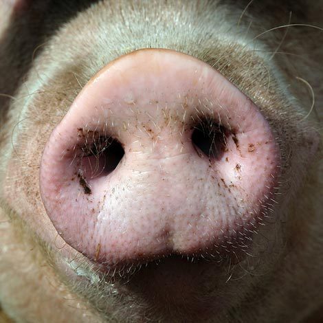 Stas Секретный