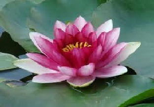 Майра Исаева