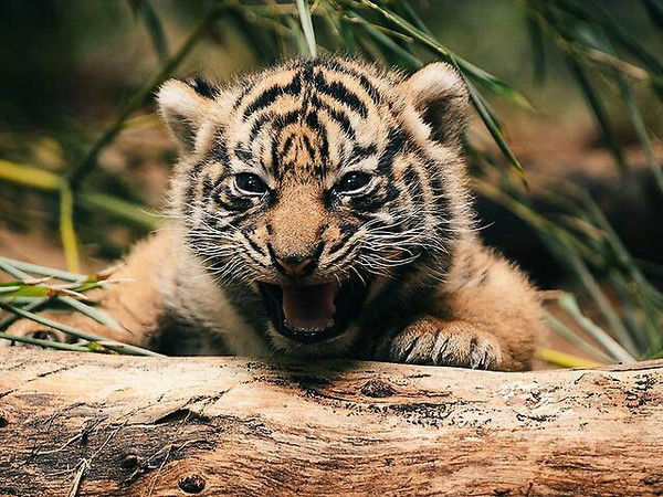 Дмитрий Попруго