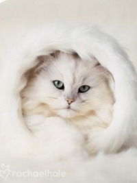 Карина Корикова