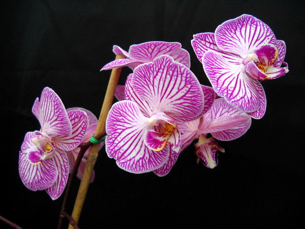 Гулмира Баймаганбетова