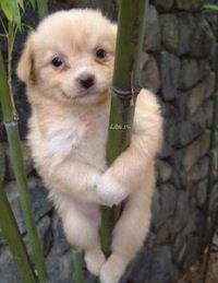 Полина Загородняя