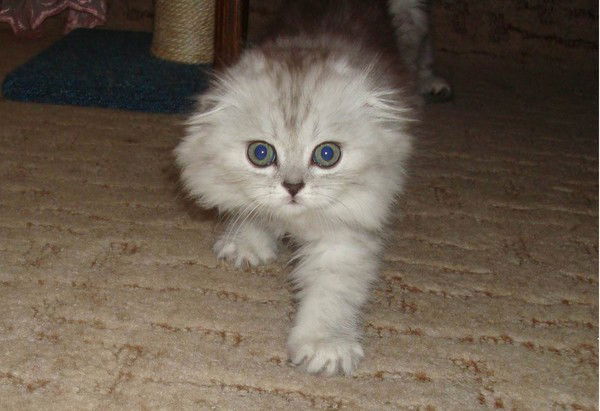 Людмила Певчева