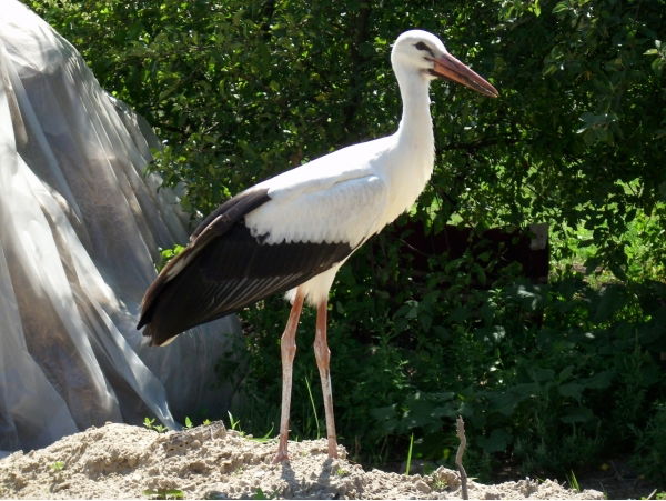 Александр Кропотов