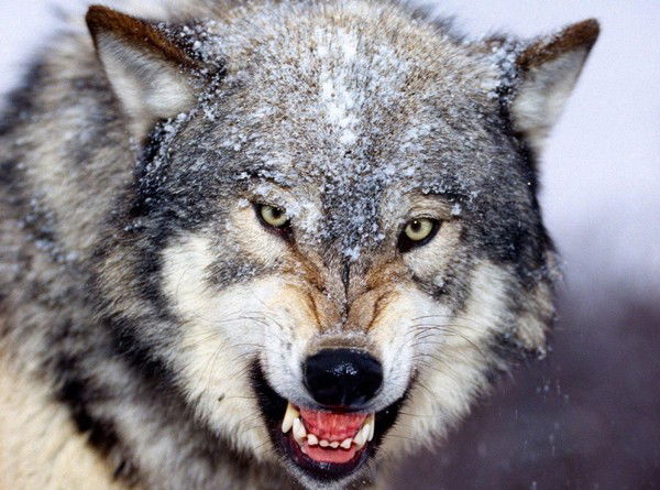 Слава Новиков