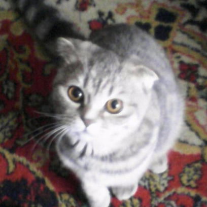 Гирков Тимофей