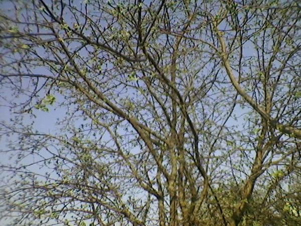 Лизочек ********