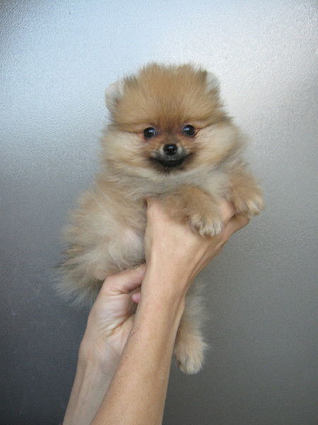 Ирина Рыженко