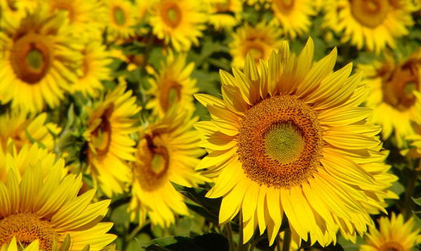 Гульнара Калдыбекова