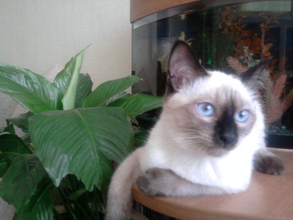 Елена Решетова