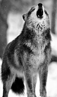 Егор Качагин