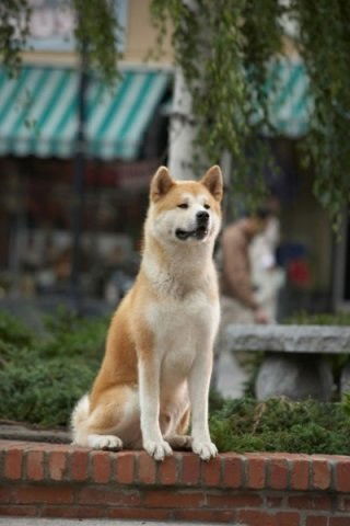 Самый Верный Друг