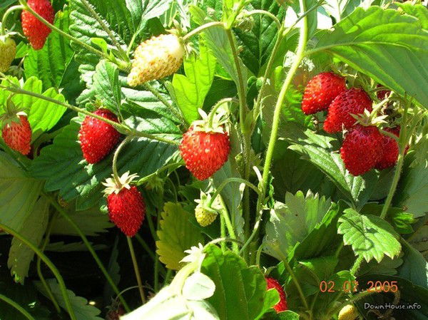 Наталья Демидова