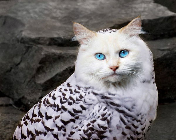 Вячеслав Сергеев