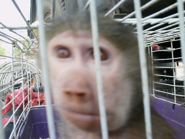 Максим Андреевич