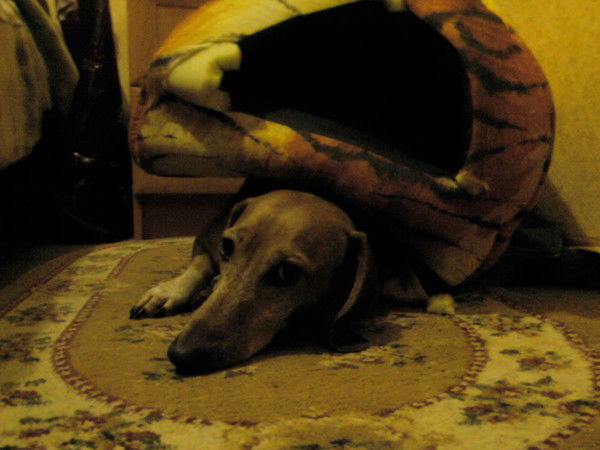 Лариса Нерушева