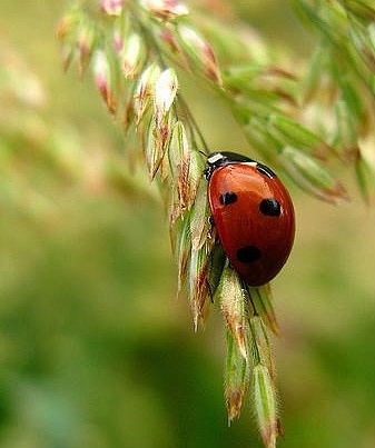 Галина Гончарова