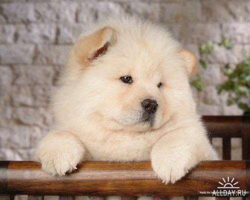 Алсу Багаутдинова