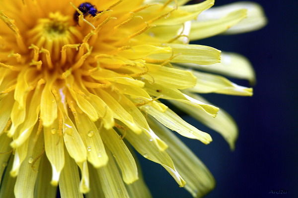 Алия Гусманова